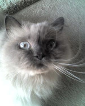 Milo - My Puppy Cat